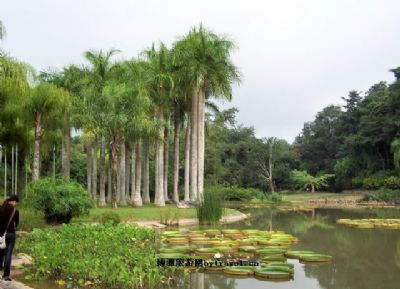 西双版纳热带植物园