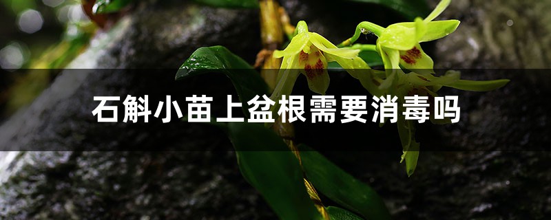 石斛小苗上盆根需要消毒吗，什么时候开花