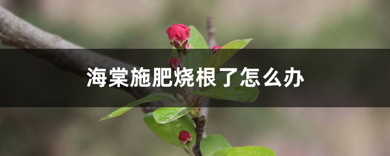 海棠施肥烧根了怎么办，如何修剪