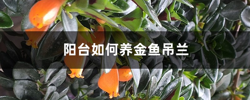 阳台如何养金鱼吊兰，需要注意什么