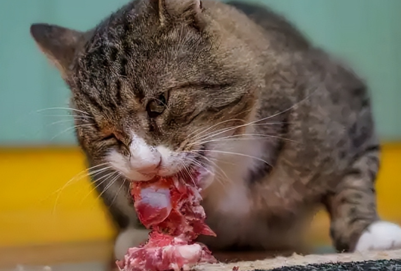 猫咪可以吃生肉吗