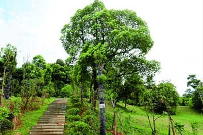 衡阳植物园