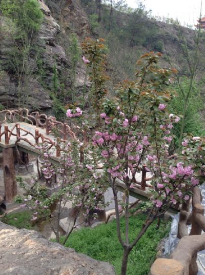 郧西天河樱花谷风景区