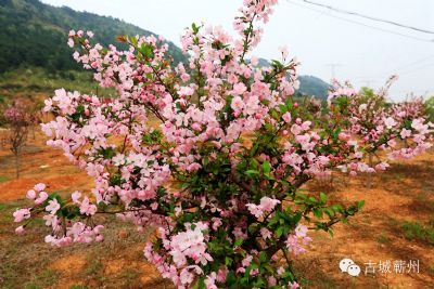 龙泉花海观光园