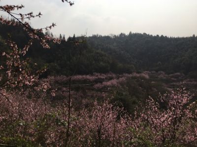 宁乡灰汤桃花谷度假山庄