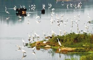 淅川丹阳湖国家湿地公园