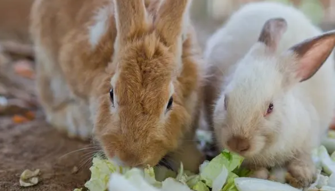 小兔子吃什么好养活？养兔饮食大揭秘