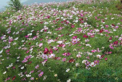 汉中花果山