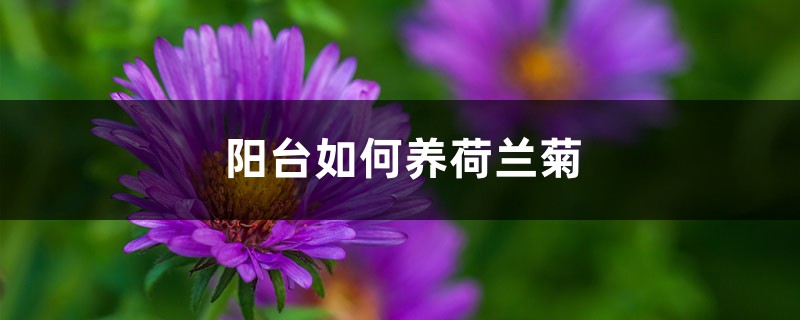 阳台如何养荷兰菊，需要注意什么