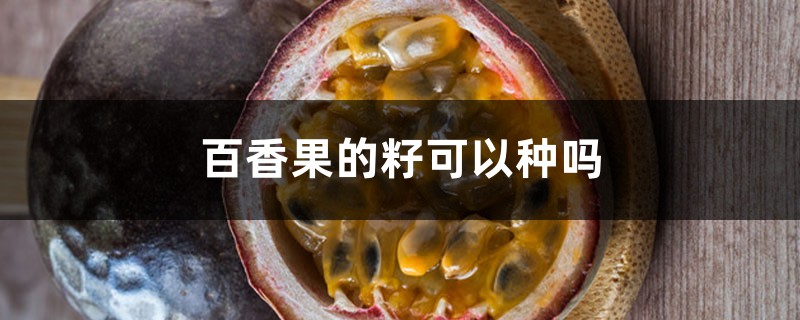 百香果的籽可以种吗，南方一般什么时候种