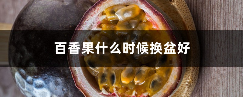 百香果什么时候换盆好，换盆要注意什么