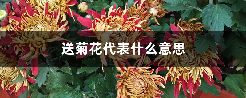 送菊花代表什么意思