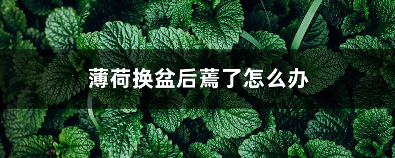 薄荷换盆后蔫了怎么办，薄荷换盆正确方法