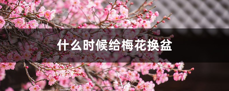 什么时候给梅花换盆，梅花换盆后马上浇水吗