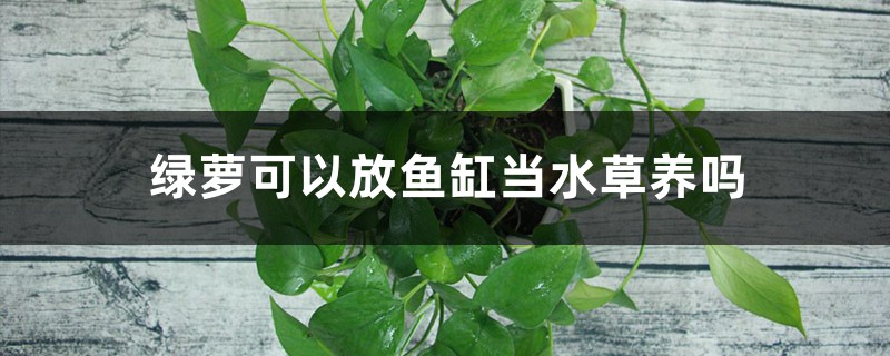 绿萝可以放鱼缸当水草养吗，固定在鱼缸的方法