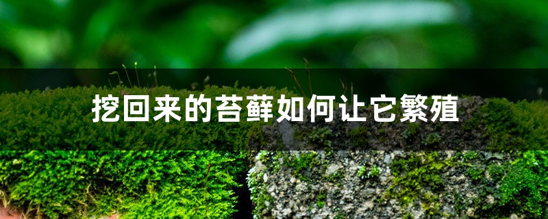 苔藓怎么繁殖，怎么在家里自制苔藓