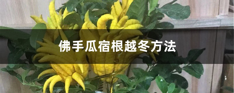 佛手瓜宿根越冬方法，如何管理