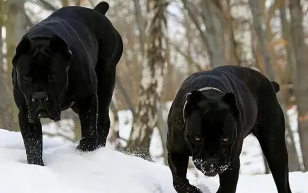 世界上被“禁养”的六大猛犬，藏獒为例其中