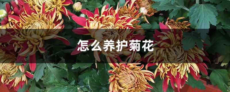 怎么养护菊花，菊花能养几年