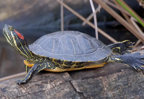巴西龟你真的会养吗？