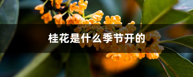 桂花是什么季节开的，花期有多长