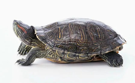 巴西龟冬眠后不吃不喝，眼睛一直闭着怎么办？