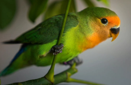 绿金顶牡丹鹦鹉品种介绍及参考价格