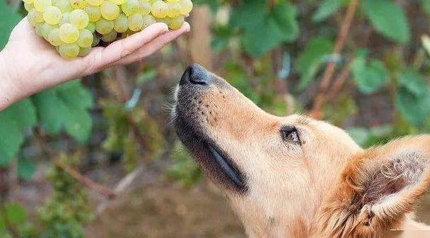 狗吃完葡萄的几个阶段