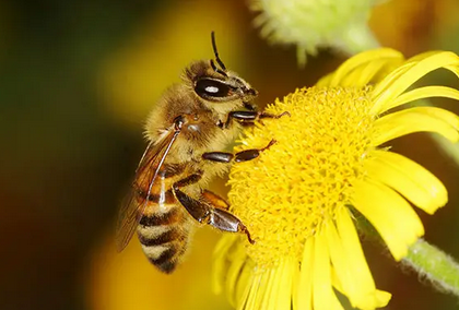 喝蜜蜂有什么功效