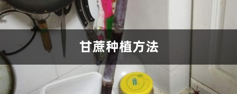 甘蔗种植方法，甘蔗图片