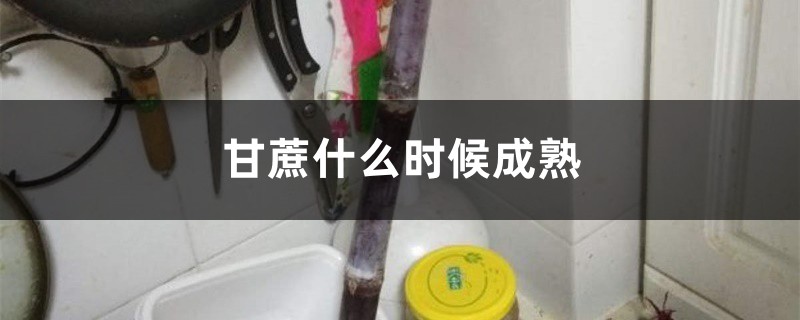 甘蔗什么时候成熟，什么时候种