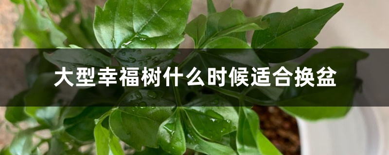 大型幸福树什么时候适合换盆，适合放在室外吗