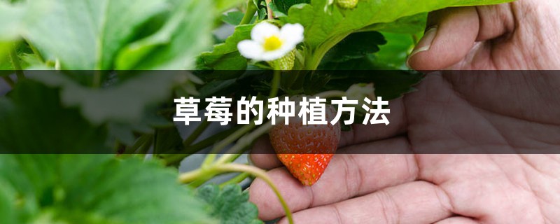 草莓的种植方法