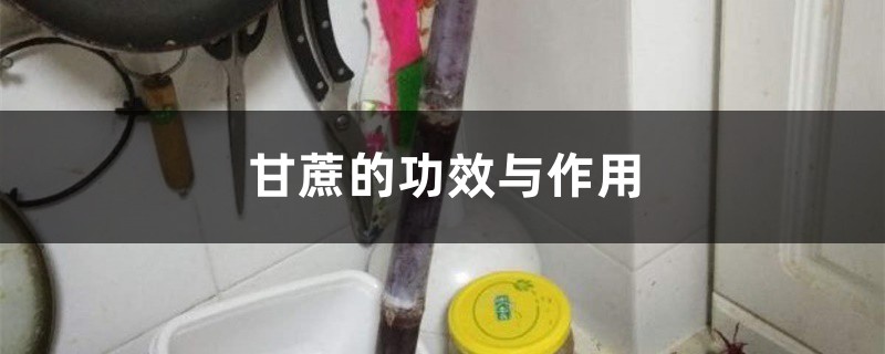 甘蔗的功效与作用