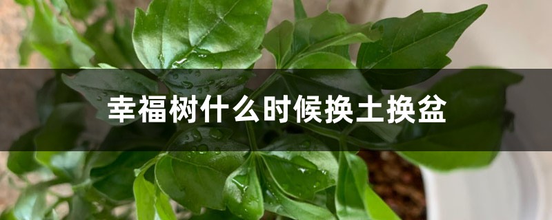 幸福树什么时候换土换盆，什么时候可以移到室外