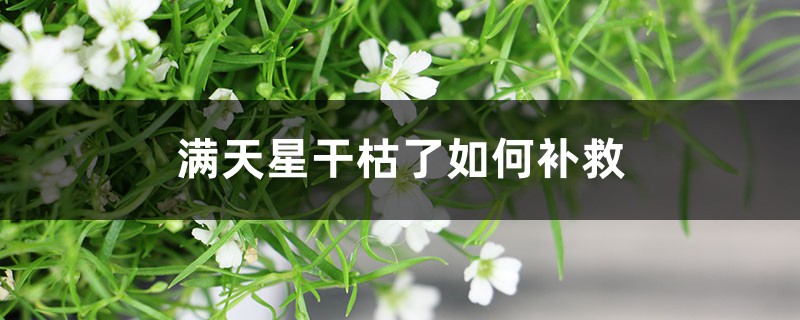 满天星干枯了如何补救，满天星修剪方法图解