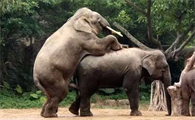 大象的生殖器有多大