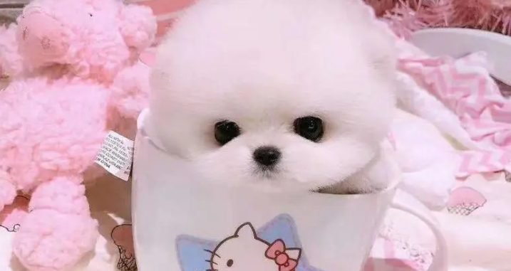 茶杯犬是什么？世界最小狗是什么品种？