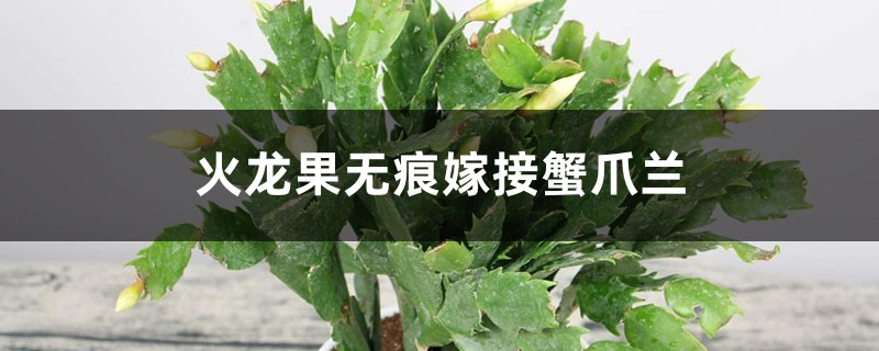 火龙果无痕嫁接蟹爪兰的方法