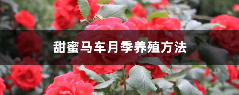 甜蜜马车月季养殖方法