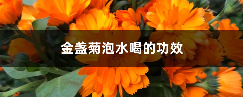 金盏菊泡水喝的功效