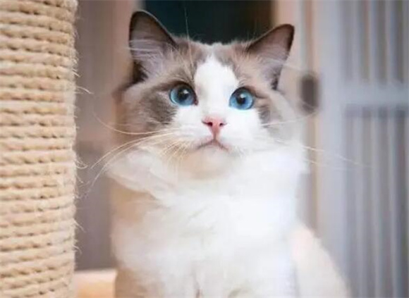 布偶猫眼睛不是蓝色就不纯？纯种布偶8个特征