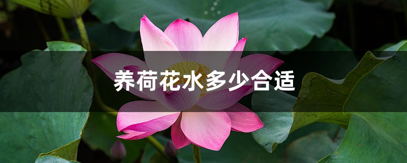 养荷花水放多少合适