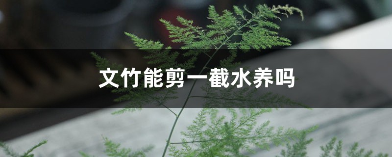 文竹能剪一截水养吗