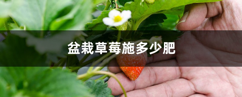 盆栽草莓施多少肥