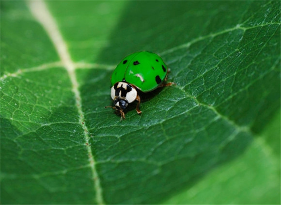 瓢虫有绿色的吗
