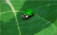 瓢虫有绿色的吗