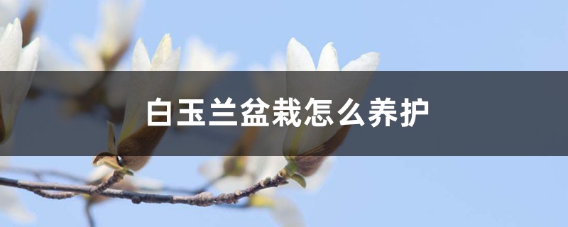 白玉兰盆栽怎么养护