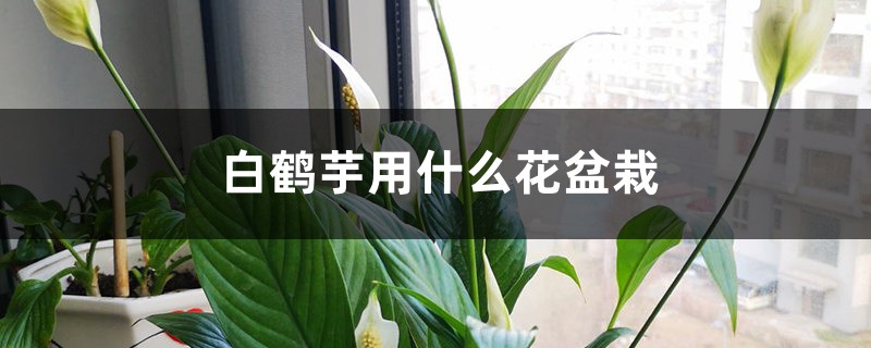 白鹤芋用什么花盆栽