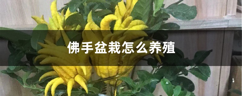 佛手盆栽怎么养殖